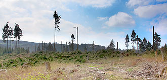 Waldschadensbericht Großmaischeid